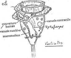 filtration de la vorticelle