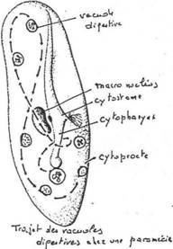 trajet des vacuoles digestives de la paramécie