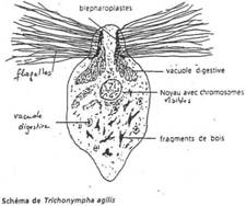 association avec les termites