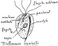 trichomonas vaginalis