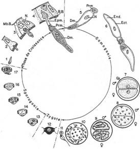 Stylocephalus langicollis