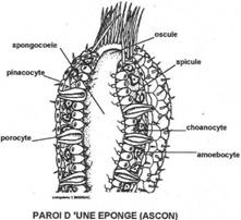 Paroi d'une éponge Ascon