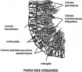 Paroi de cnidaire