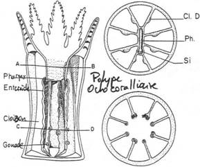 Coupe de polype octocoralliaire