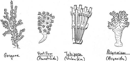 Différents polypes (octocoralliaires)