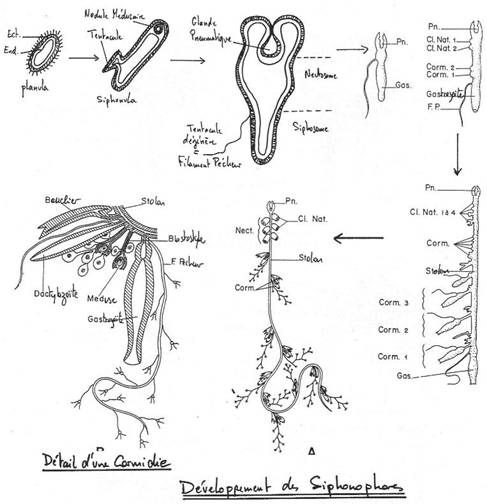 Développement des siphonophores avec cormidie