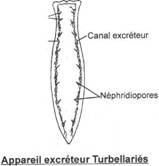 Appareil excréteur de turbellariés