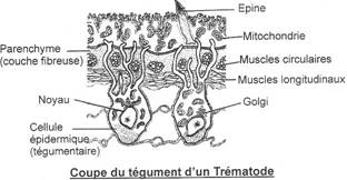 Coupe du tégument de trématode