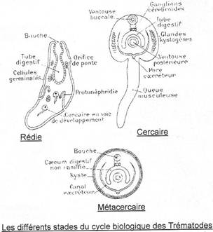 Différents stades biologiques des trématodes - rédie - cercaire - métacercaire