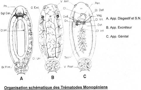 organisation schématique des trématodes monogéniens