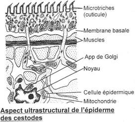Coupe de tégument de cestode