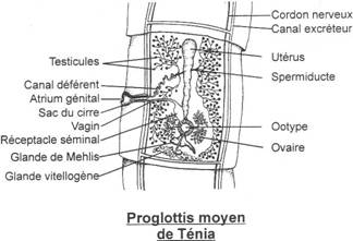 Proglottis moyen de ténia