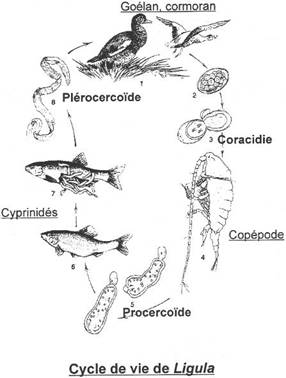 Cycle de vie de la Ligule