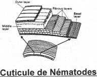 Cuticule de nématode