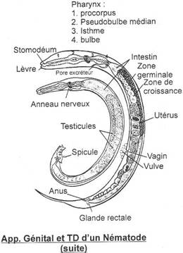 Appareil génital et tube digestif d'un nématode