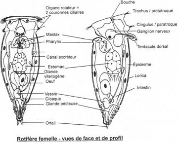 Rotifère femelle en vue de face et en vue de profil