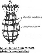 Rotifère : musculature en vue dorsale