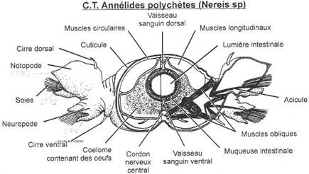 Coupe transversale d'annélide polychètes