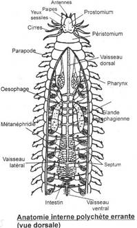 Anatomie interne de Polychète errante