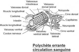 Circulation sanguine d'une polychète errante