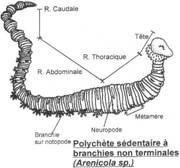 Polychète sédentaire à branchies non terminales