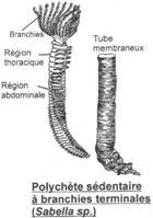 Polychète sédentaire à branchies terminales (respiration)