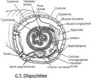 Coupe transversale d'oligochète