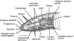 Oligochète, tube digestif, partie antérieure