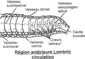 Appareil circulatoire d'oligochÃ¨te, lombric, partie antÃ©rieure