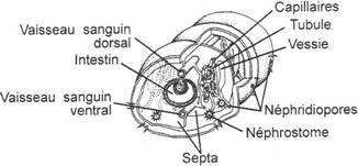 Appareil excréteur d'oligochète, Coupe transversale