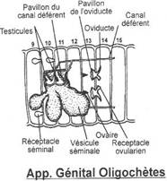 OligochÃ¨te, appareil reproducteur, gÃ©nital