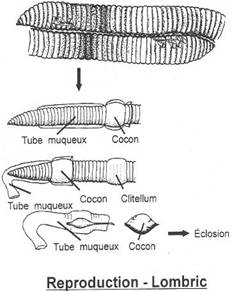 reproduction sexuÃ©e chez le lombric