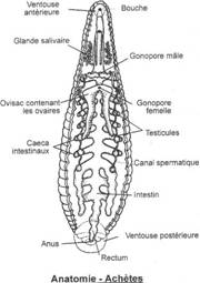 Achète, anatomie