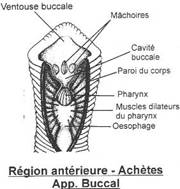 Achète, appareil buccal (région antérieure)