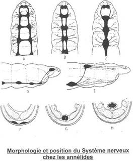 Morphologie et position du systÃ¨me nerveux chez les annÃ©lides