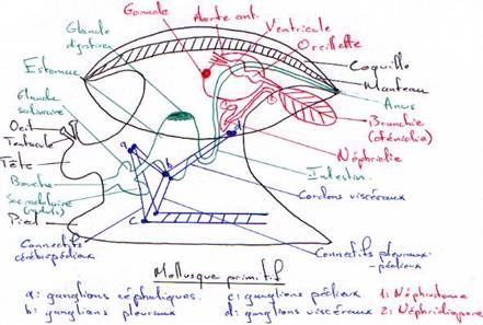 Mollusque hypothétique triploblastique coelomate