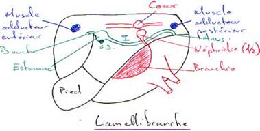 Lamellibranche en coupe longitudinale