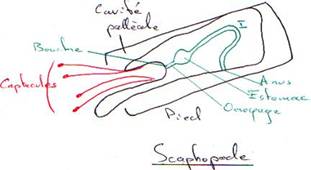 Scaphopode en coupe longitudinale
