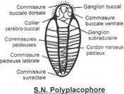 Système nerveux de polyplacophore