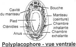 Vue ventrale d'un polyplacophore