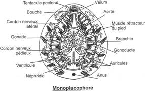 Coupe transversale d'un monoplacophore