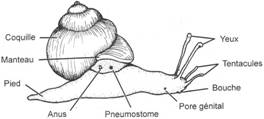 Vue externe d'un gastéropode