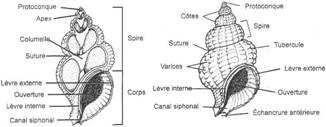 Vue externe d'un gastéropode