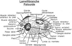 Coupe d'une palourde (lamellibranche)