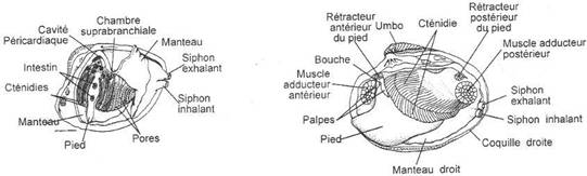 Coupe d'une palourde (lamellibranche)