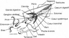 Coupe longitudinale de céphalopode