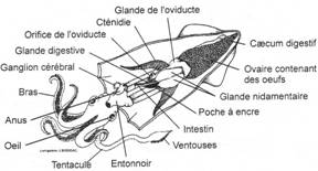 Coupe longitudinale de céphalopode