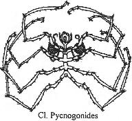 Pycnogonide en vue externe