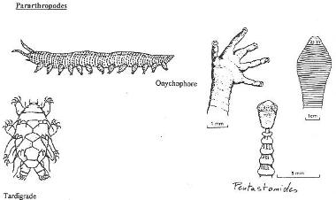 Représentations de pararthropodes