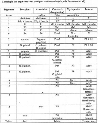 Les segments dans la métamérie chez les arthropodes (tableau)